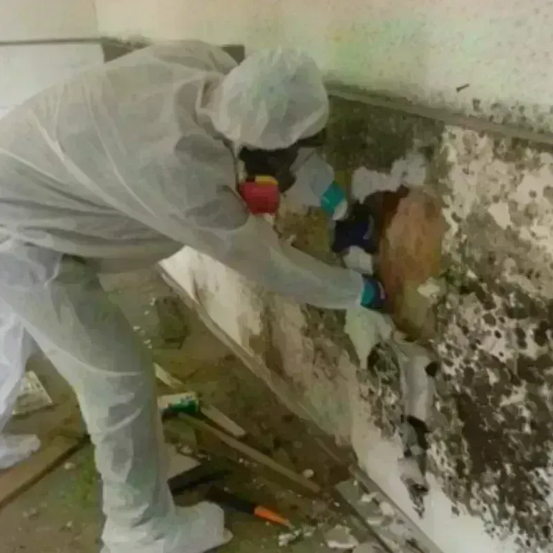 Mold Remediation and Removal in Elroy, WI